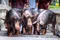 Berkshire Pig or Kurobuta Pig -ÃÂ swine farming business walking around farm Royalty Free Stock Photo